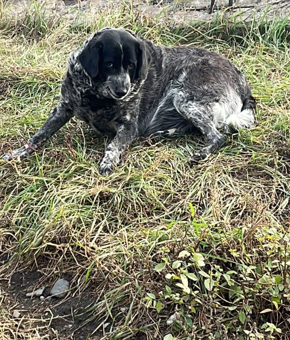 Пропала собака больше месяца назад с базы!