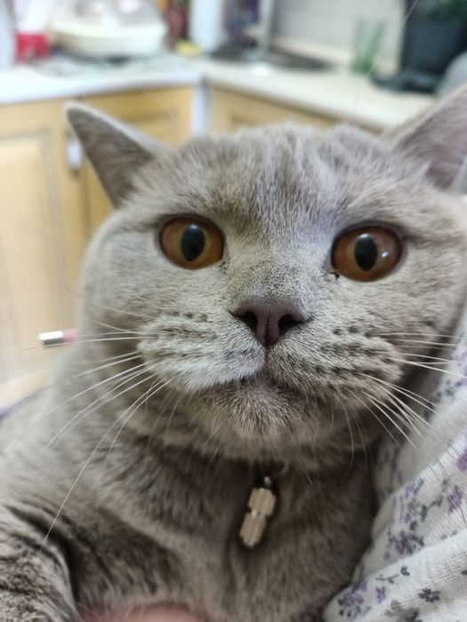 Отдам в добрые руки