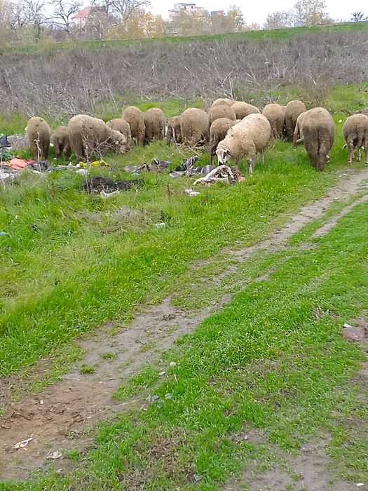 Vand Carlani bune grase nu sunt slabe tănare