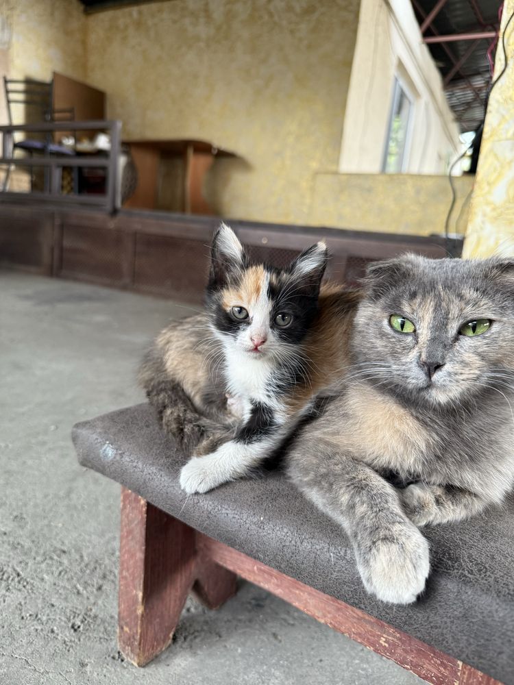 отдам котенка в добрые руки