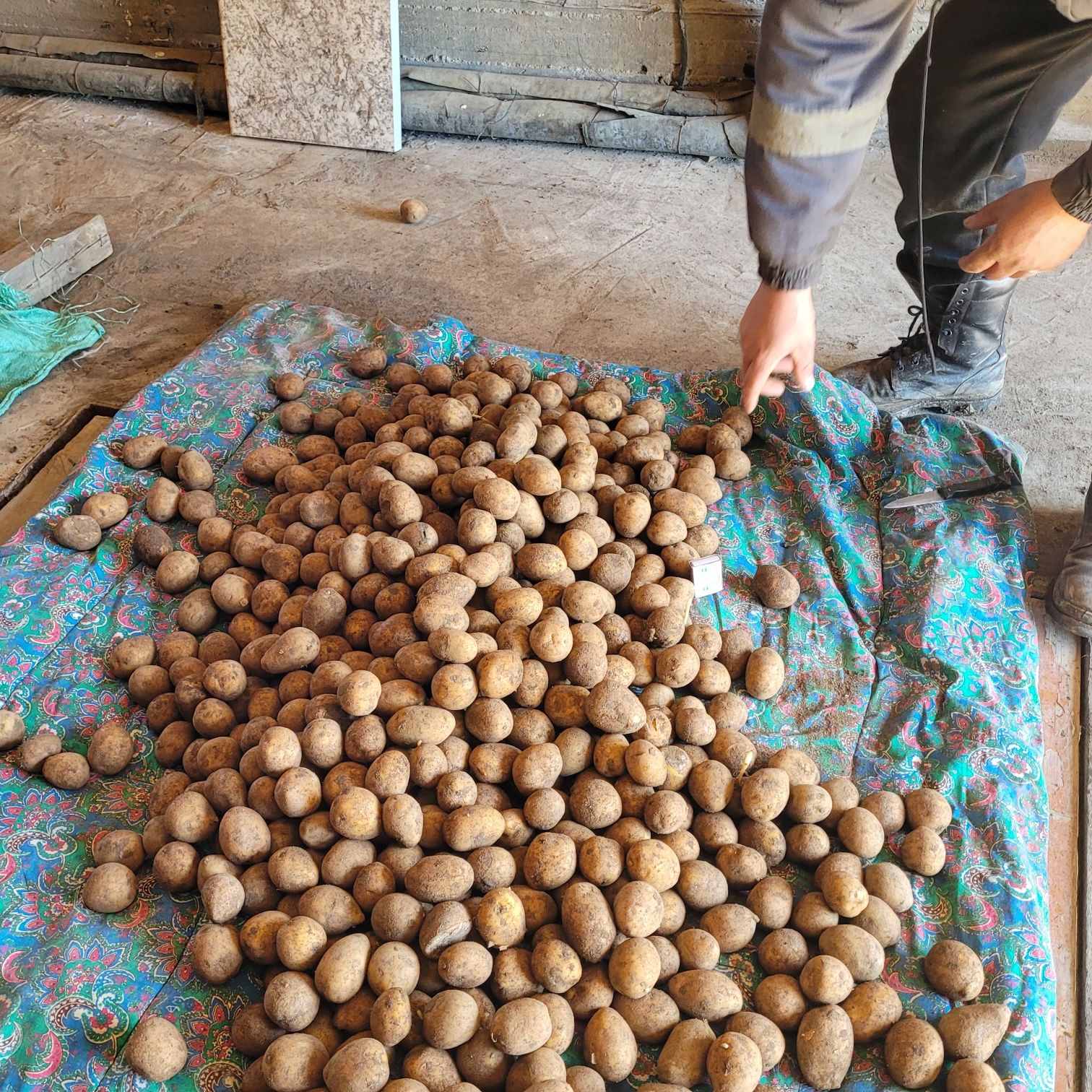 Продам картофель на семена галла средний