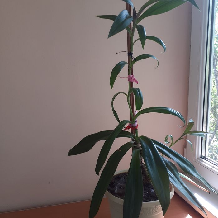 Продам комнатный цветок Рео