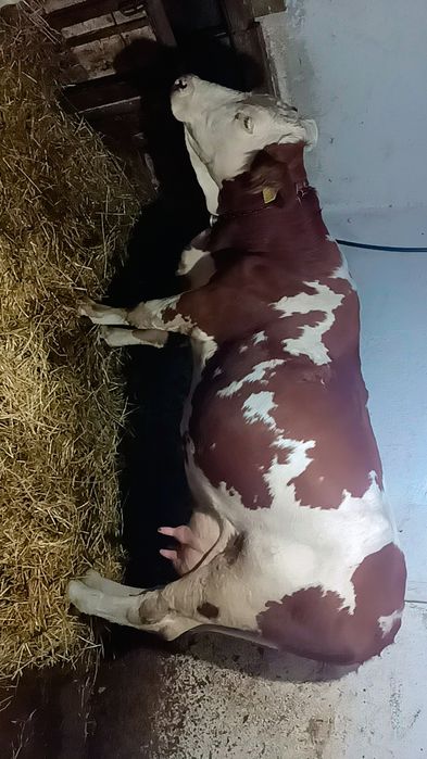 Vindem 3 vaci bălțate