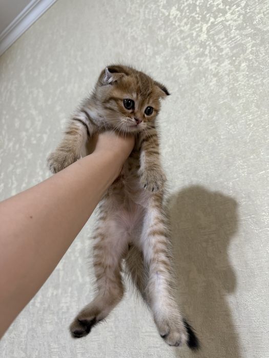 Scottish fold zolotaya shinshilla rassrockaga beriladi