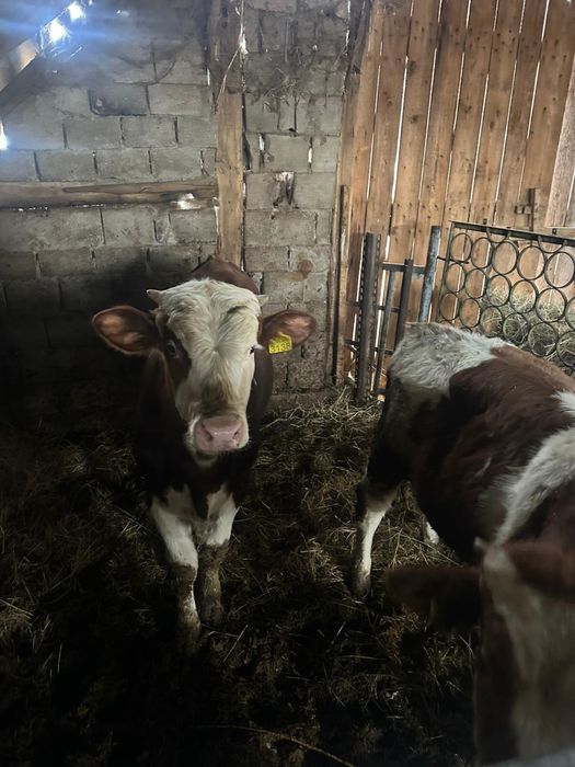 Vand 2 taurasi Baltati