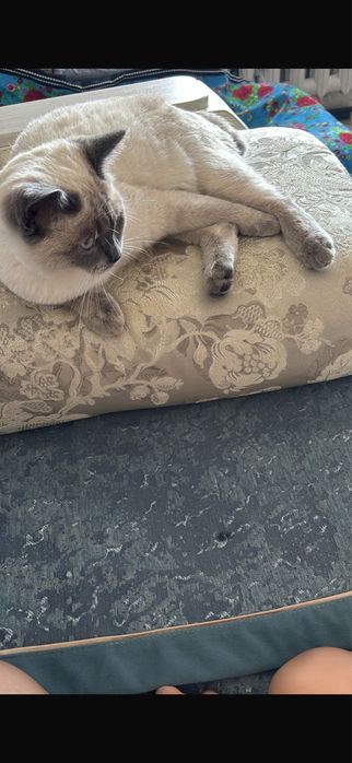 Кошечка очень красивая