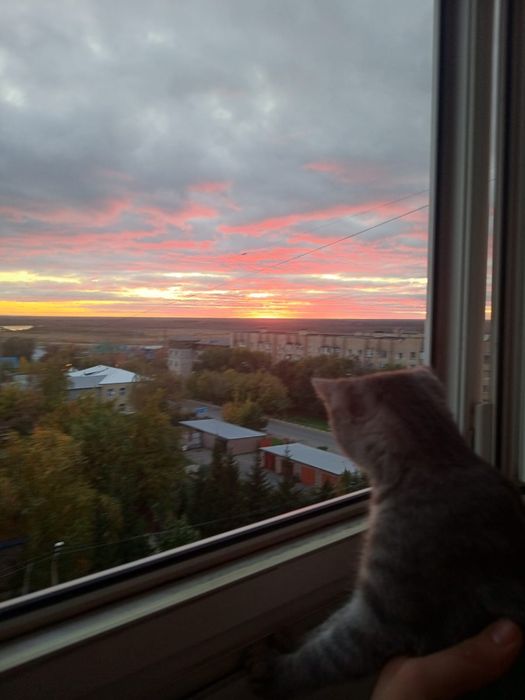 Кошка в хорошие руки