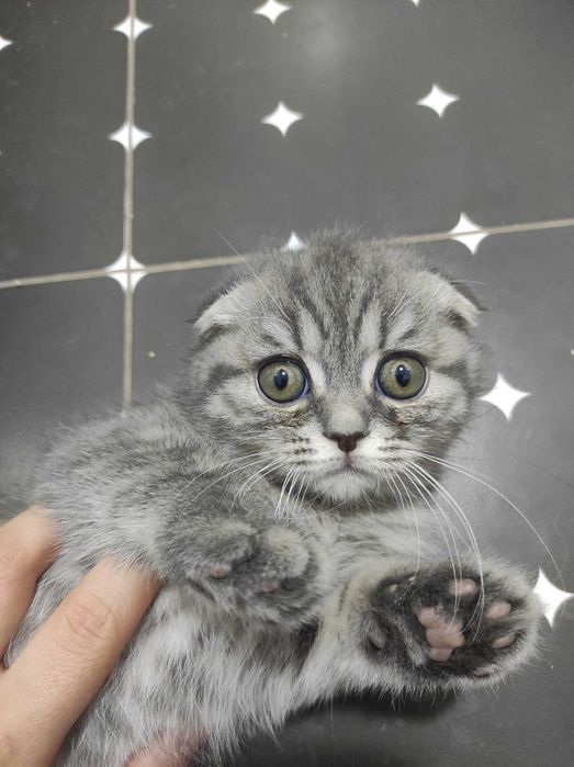 Пародаси Скоттиш фолд киз бола