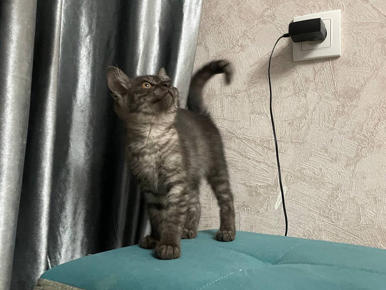 Отдам котёнка в добрые руки. Девочка.
