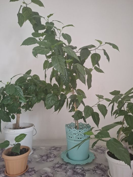 Цветы, Гул сатылады.