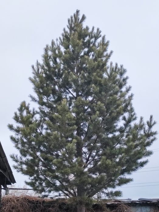 Продаётся большая, красивая сосна.