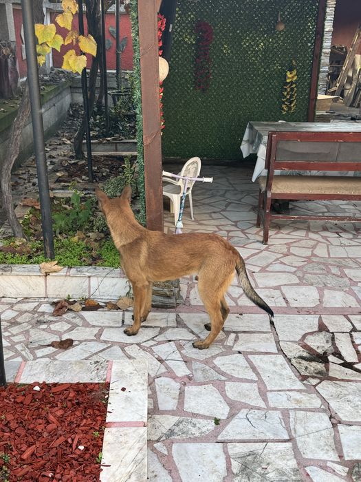 Кученца Белгийски овчарки