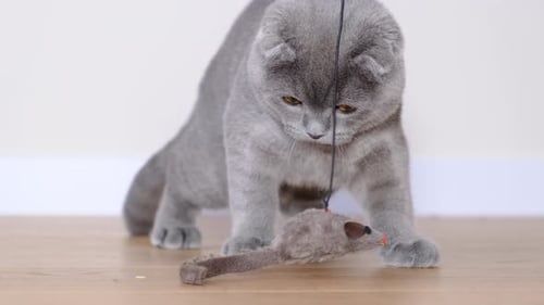 шотландский вислоухи мальчик