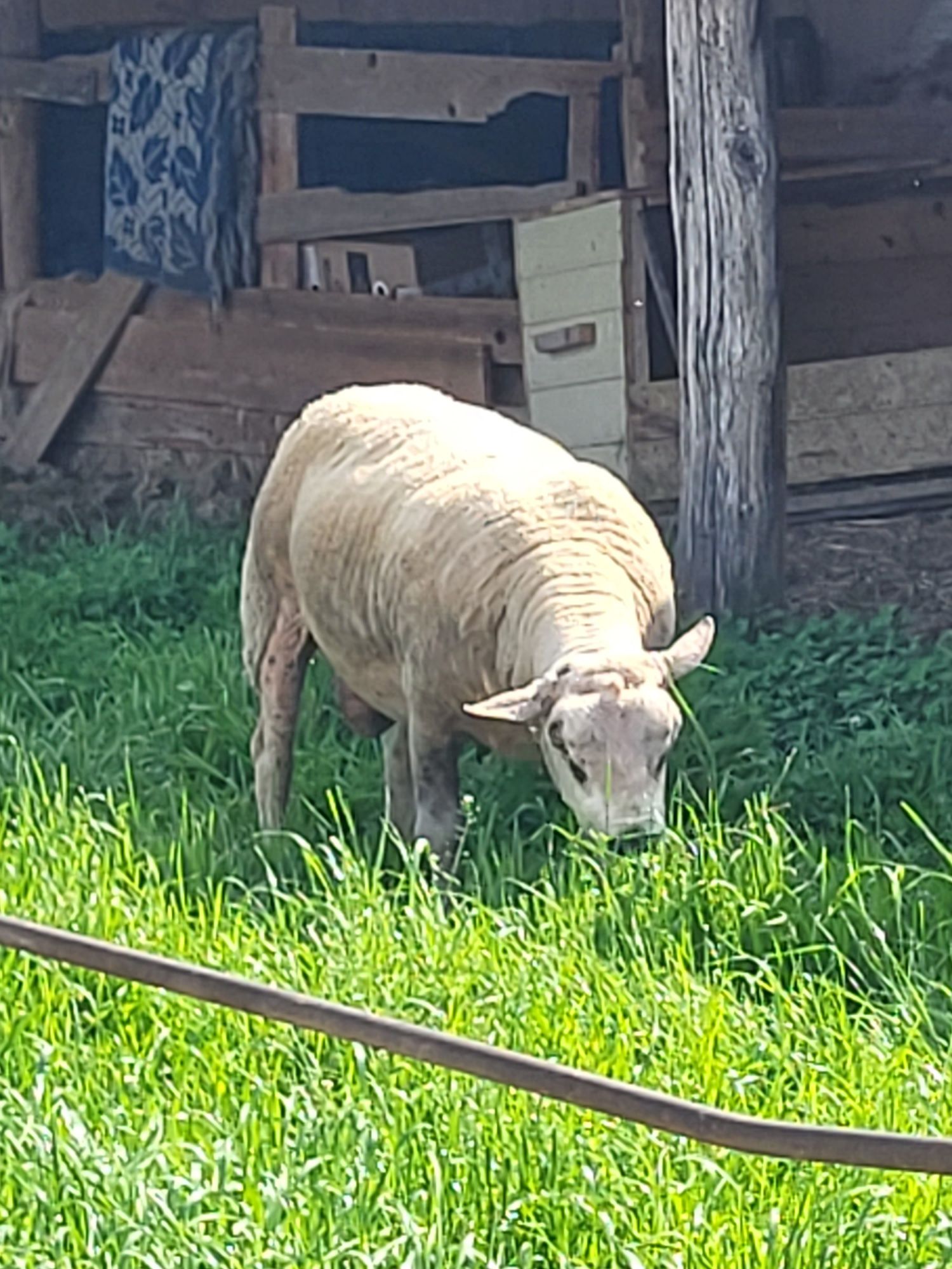 Vând sau schimb oii texel
