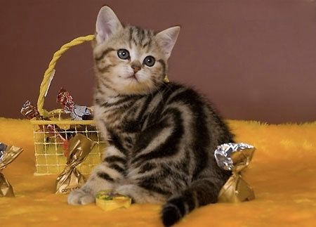 Британские мраморные котята