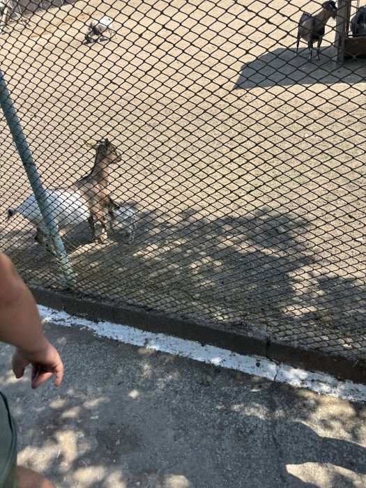 Ямаха маджести 125