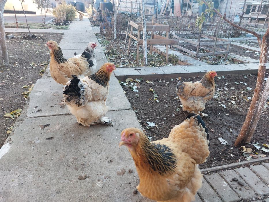 Продам куры и петухи породы брама