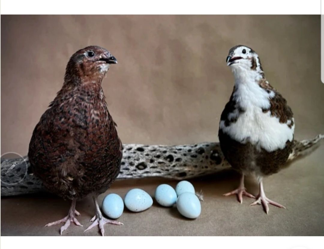 Oua pentru incubat prepelițe CELADON
