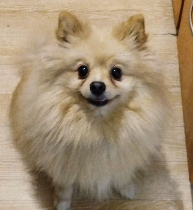 Продам мальчик шпиц ласковый