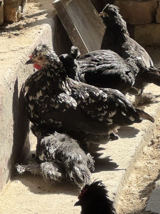 Япон товуқ сотилади