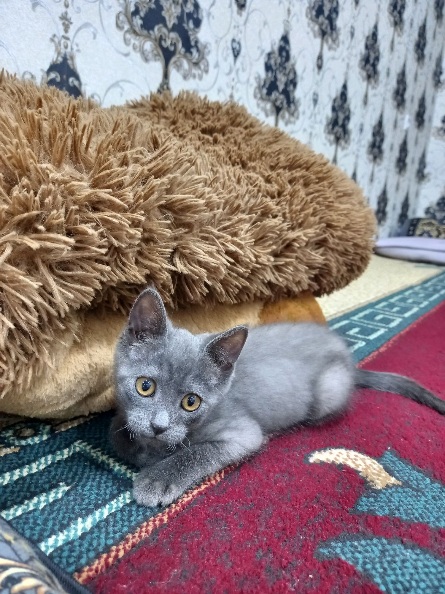 Skottish Strayt mushukchasi mehribon qo'llarga sotiladi