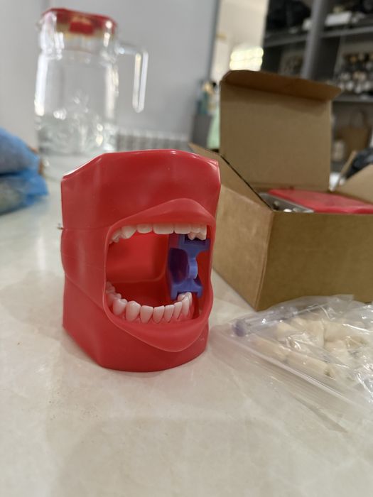 Модели для стоматологов. Модель зубов для обучения. Стоматология