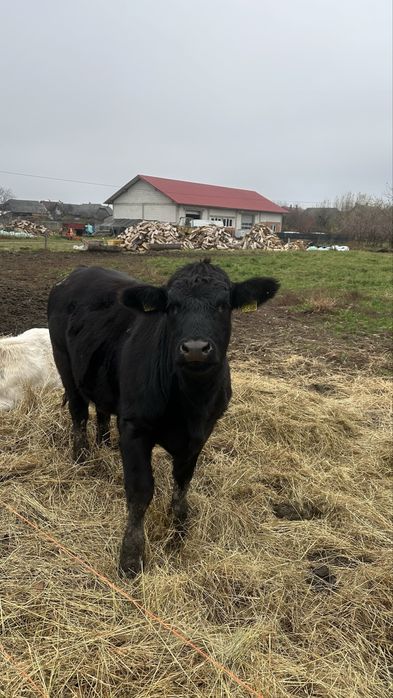 Junica de 1 an  Angus gestantă