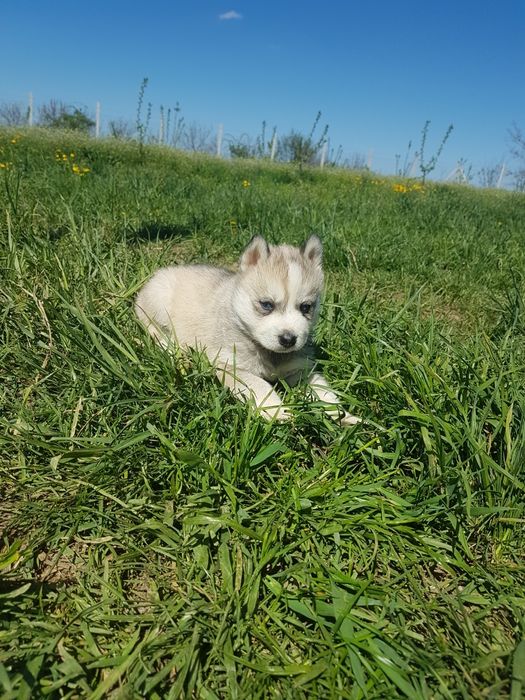 Băiețel Husky cu ochi albaștri