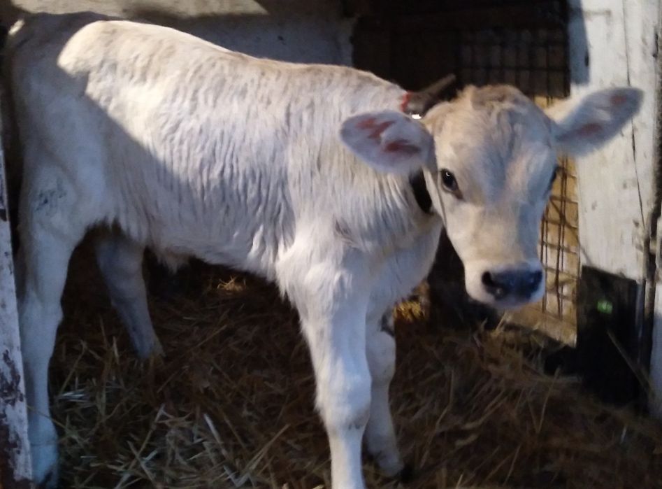 Vițea rasa Charolais de Vînzare