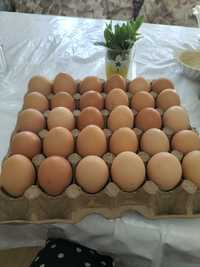 Яйца домашние крупные куриные