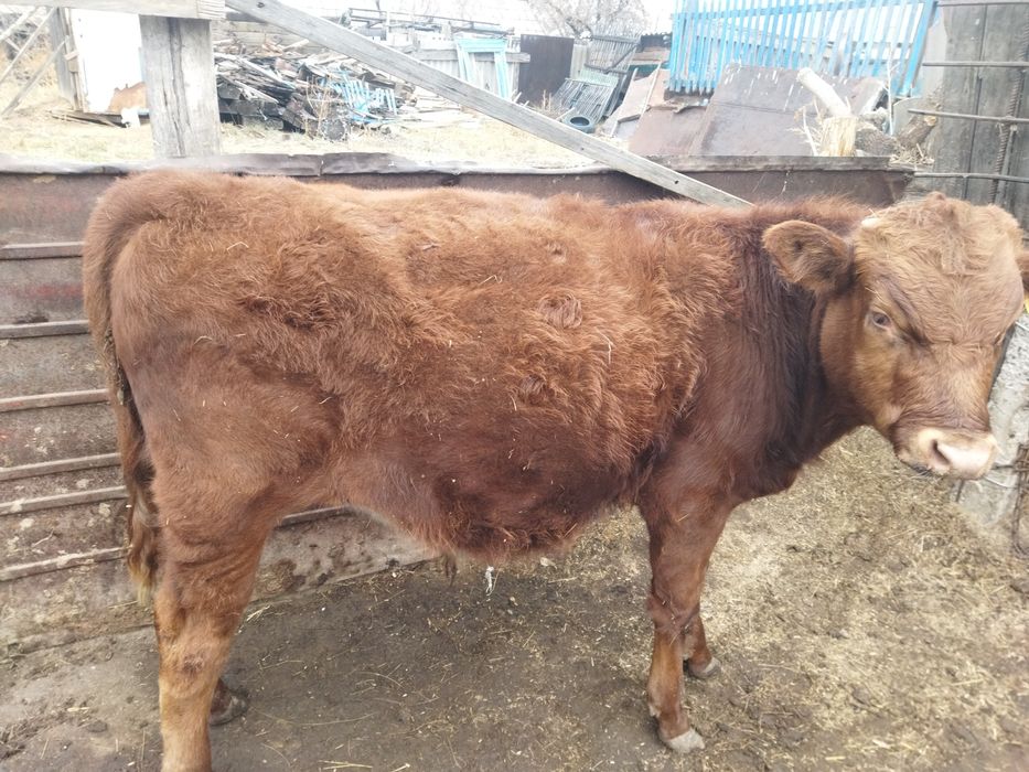 Бычок семь месяцев