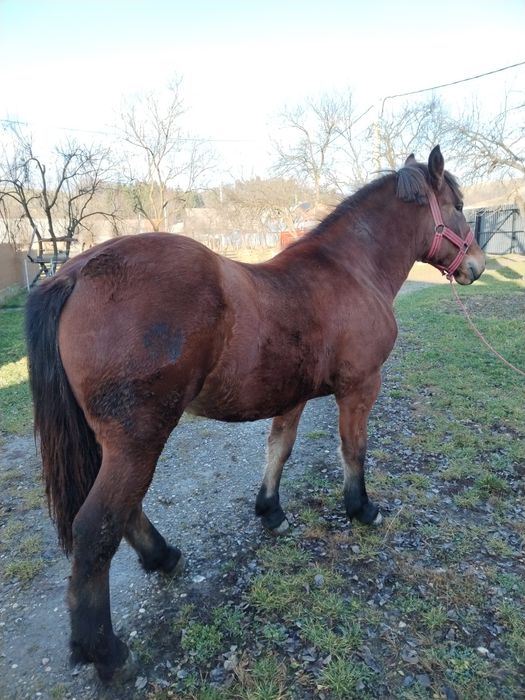 Vând manza de un an și 4 luni cuminte