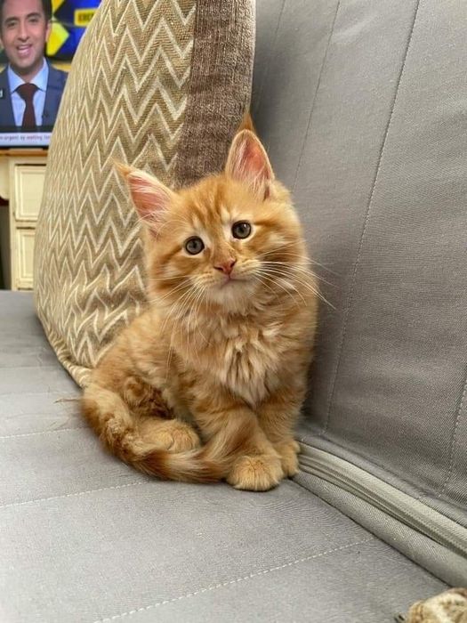 Siberiana de padure orange femelă