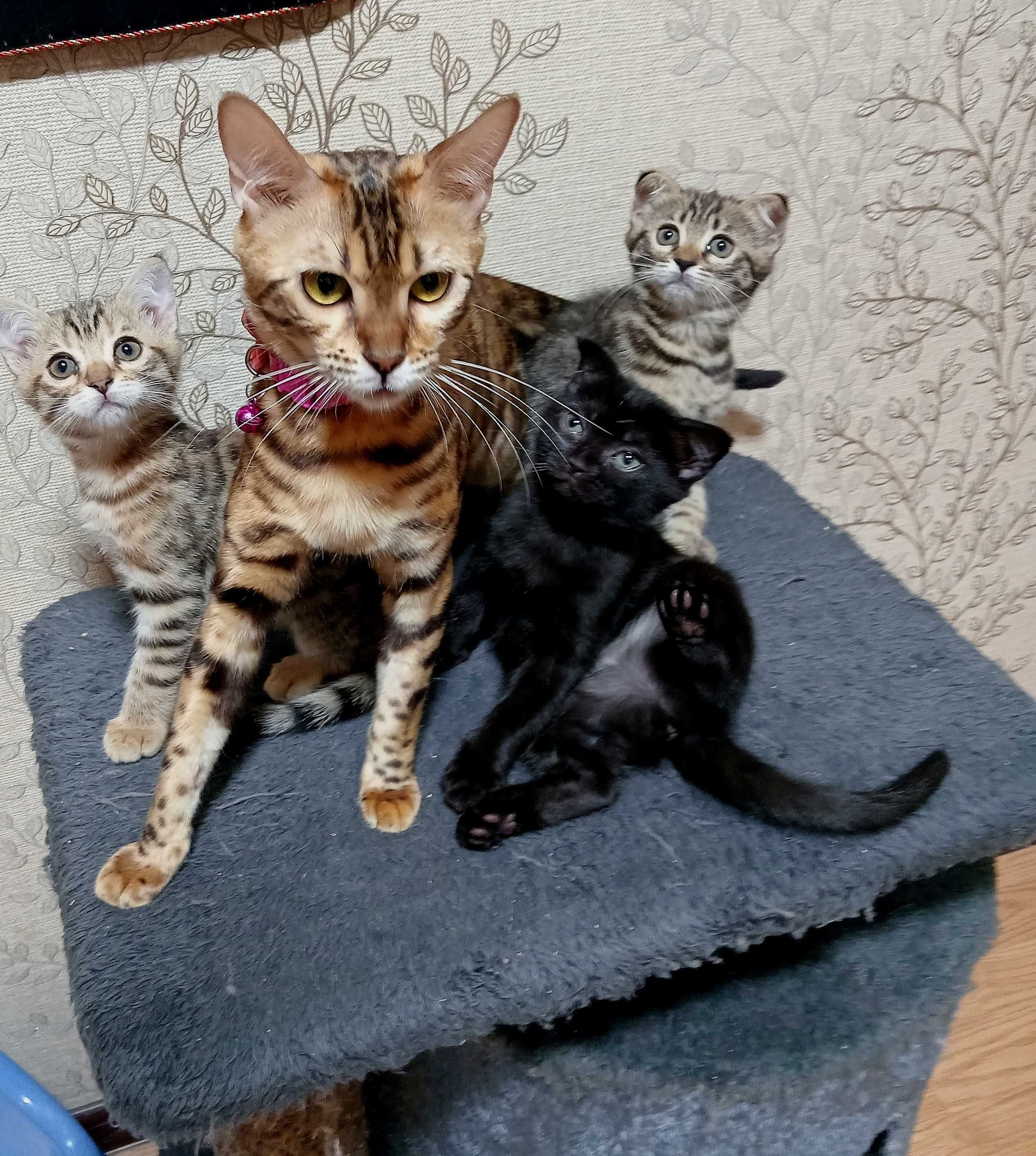 Бесплатно котята