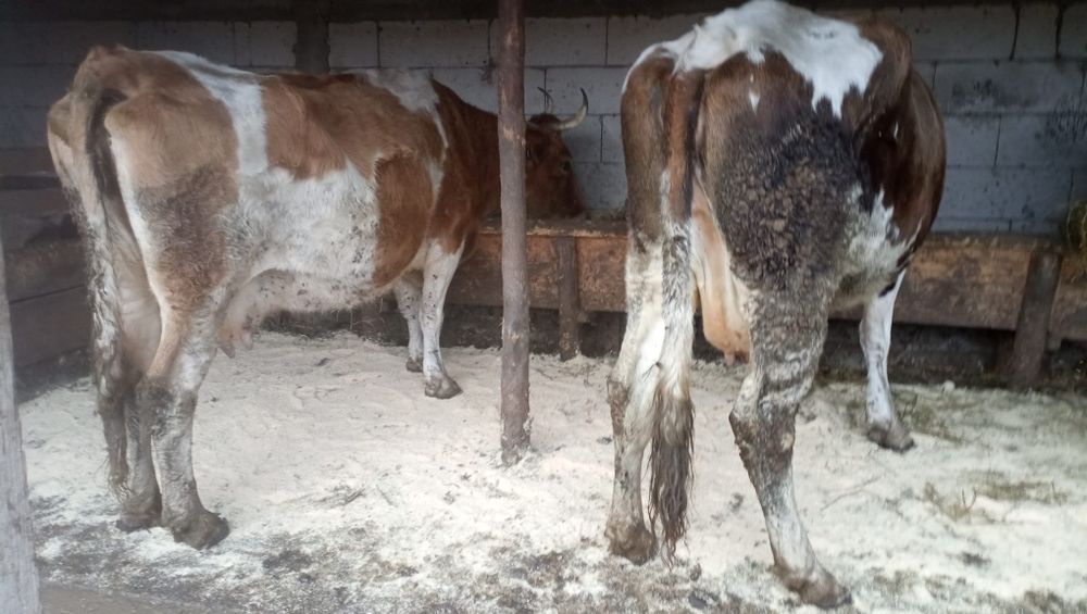 Vând vacă la alegere