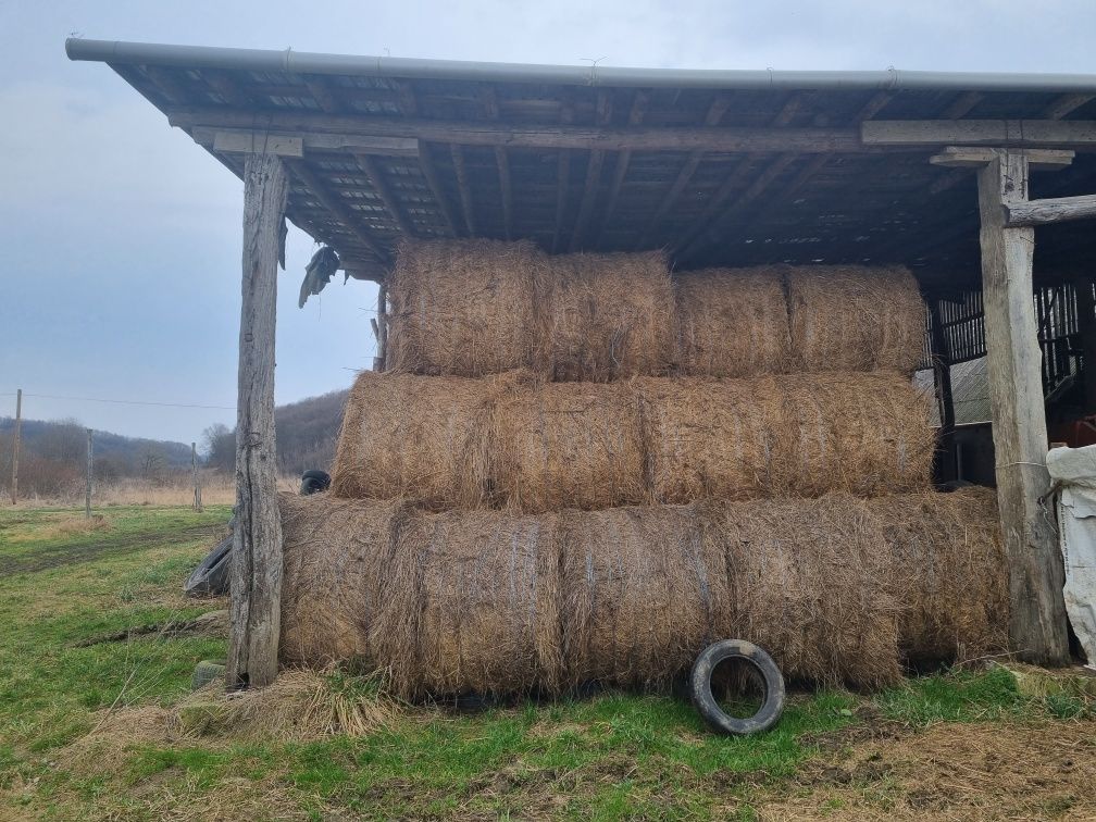 Vând baloți de fân