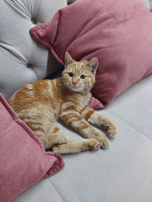 Котенок рыжий мальчик