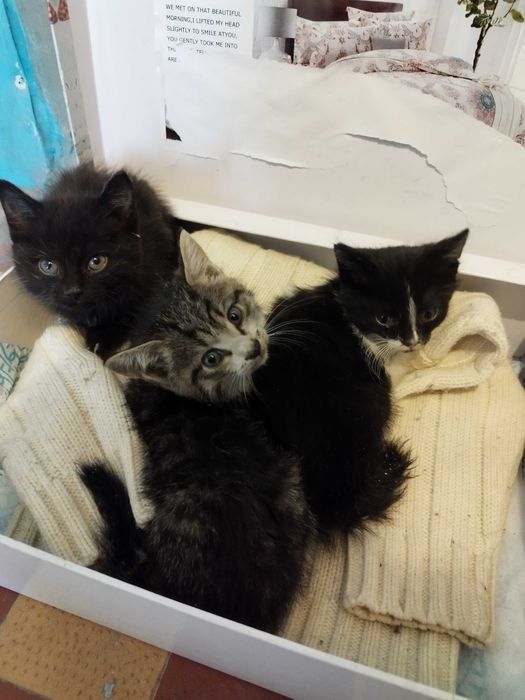 Маленькие Котята