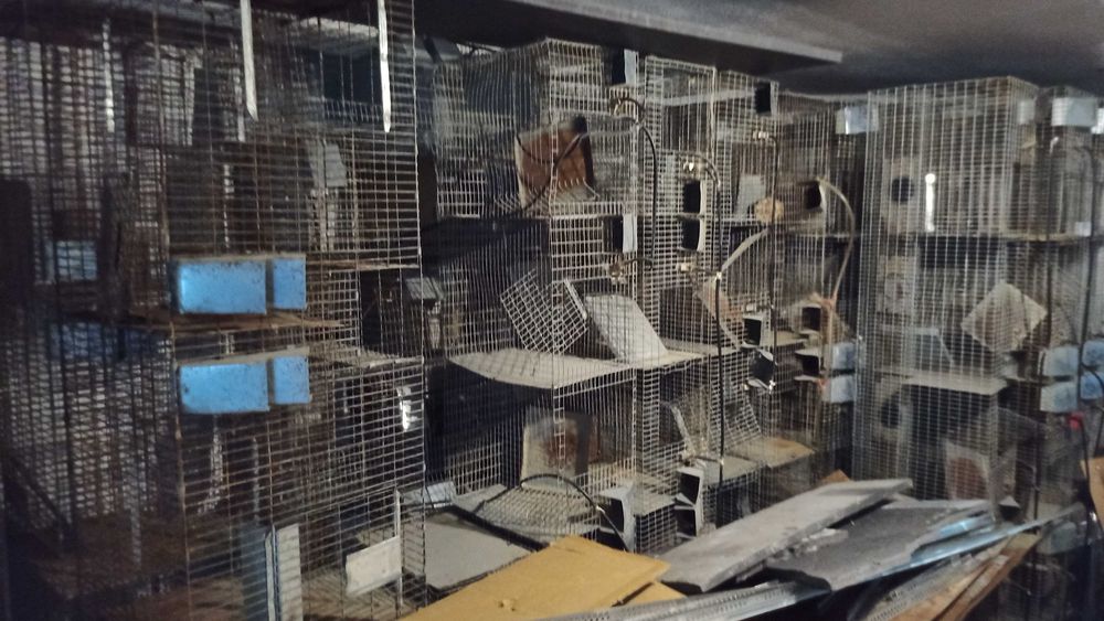 Custi Chinchilla, Iepuri