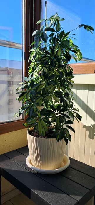 Шефлера, пъстроцветна, красива