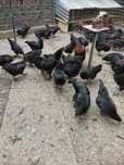 Vând puicute australorp 5 luni