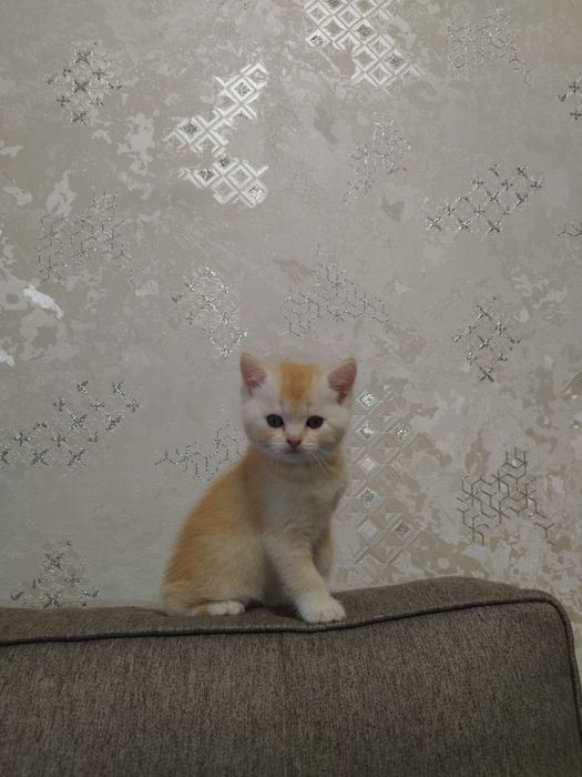 Продаются котята скоттиш страйт