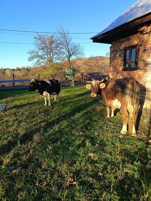 Vand vaca (la alegere)