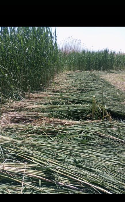 Камыс. Ши бар...