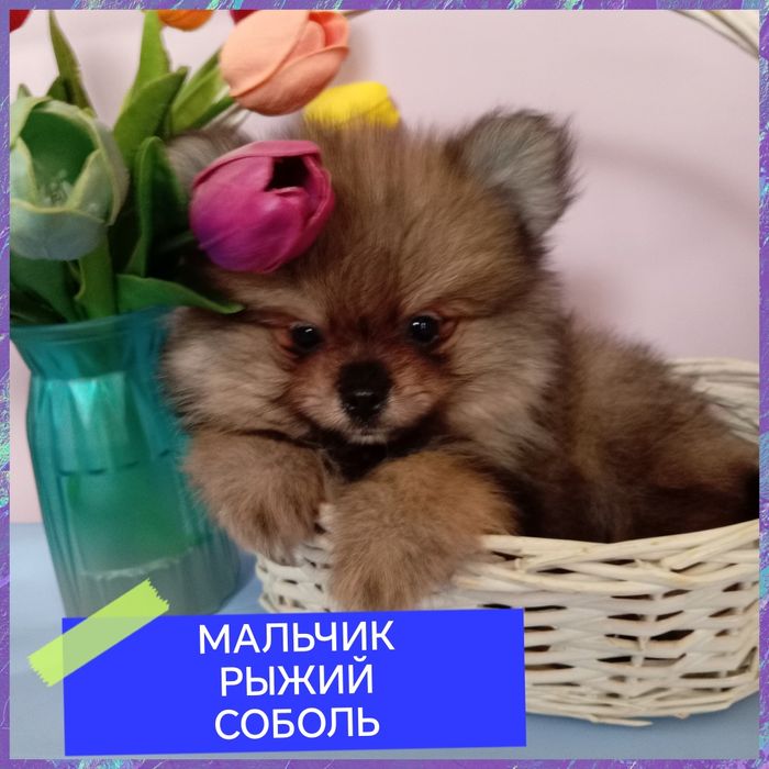 Продаются щенки померанского шпица миники.Цены от 85000.Доставка по РК