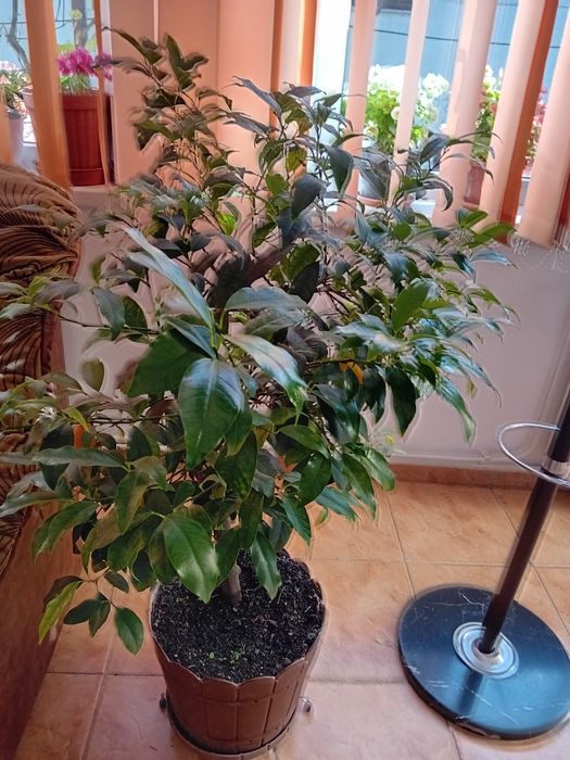 Vand plante ornamentale