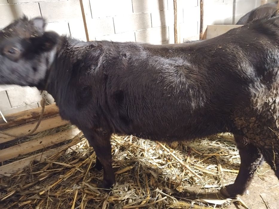 2 vitele angus disponibile