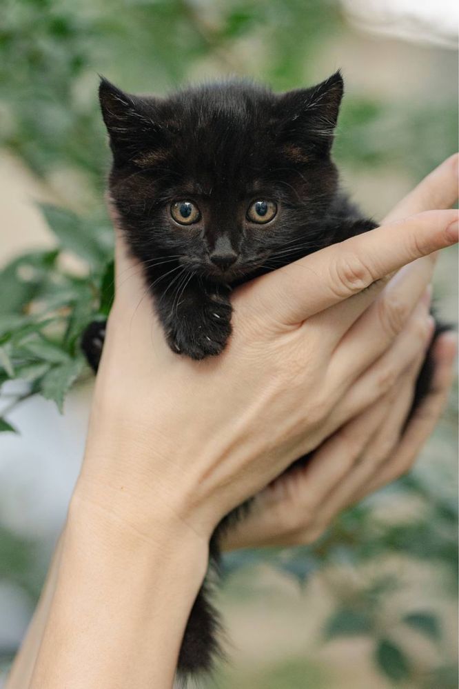 Котенок в добрые руки