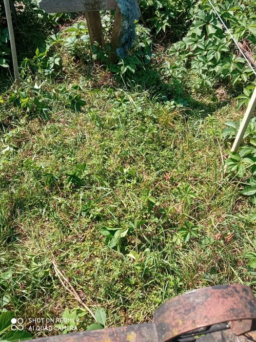 Vând Loc De Veci La Cimitirul Borzogheanu