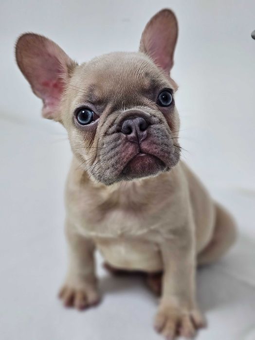 Femela Bulldog Francez